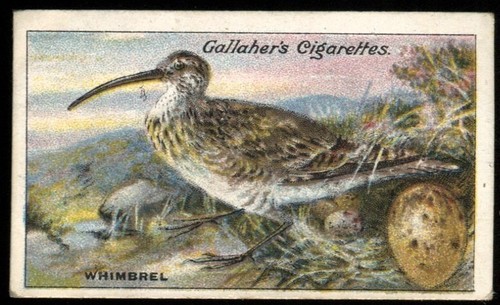 Tobacco card gallaher birds - tobacco,