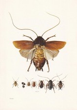 1960 ORIENTAL COCKROACH Print - Vintage Insect Wall Art - 7.5 x 10.6 Inches