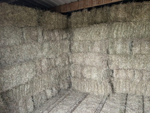 Hay for sale small square - hay,