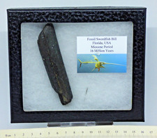 Fossil Predatory Swordfish
