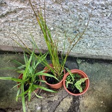 Rush + small fern + Weeping Sedge  for pond edge or bog garden