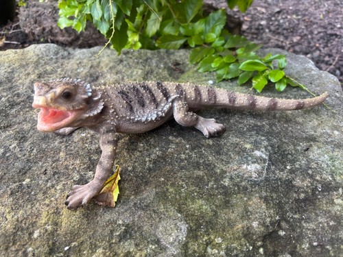 Bearded dragon lizard garden - dragon,