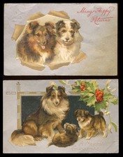 Shetland sheepdog sheltie - sheepdog,