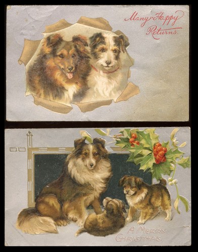 Shetland sheepdog sheltie - shetland,