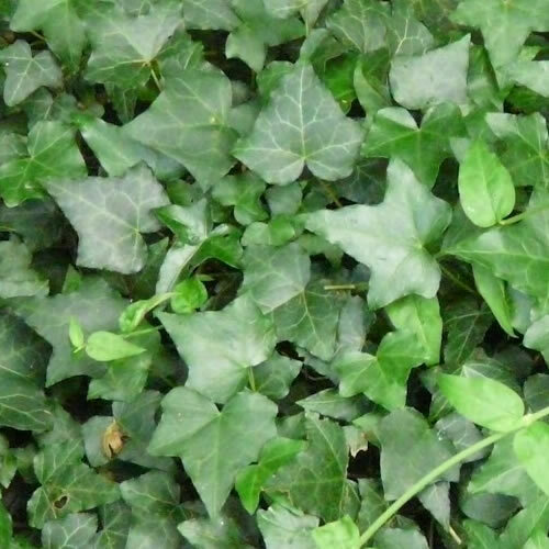 Hedera green trailing ivy - x,
