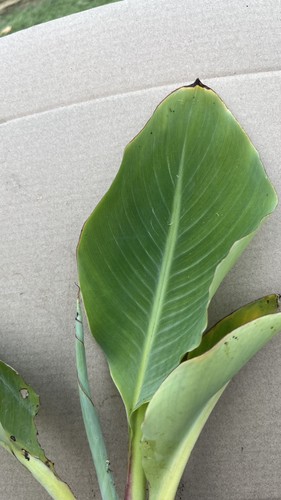 Musella lasiocarpa golden - lasiocarpa,
