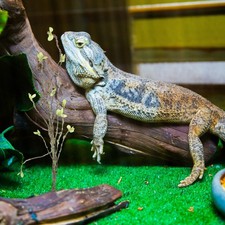  Snake Climbing Branch Lizard