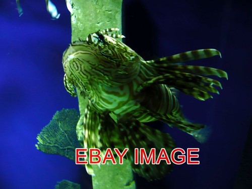 Photo new orleans aquarium - photo,
