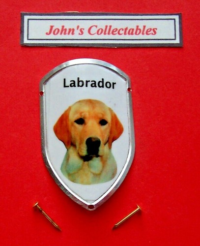 Labrador walking - walking, /