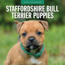 Staffordshire Bull Terrier Puppies 2026 Square Wall Calendar