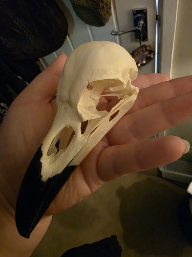 Real raven skull with beak - real,