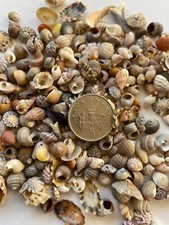 30 Miniature Sea/Beach Shells Small/Tiny/Miniscule Dolls House/Crafts 1:12 Scale