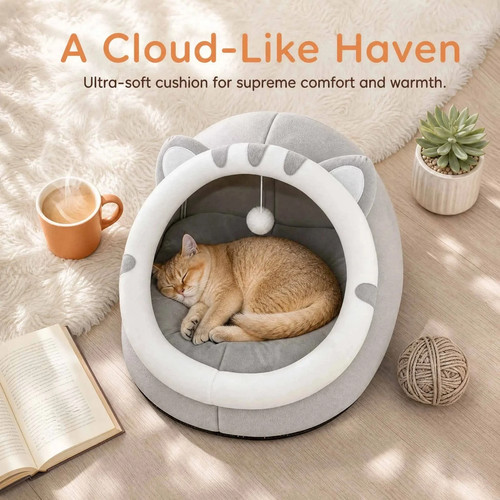 Pet cute cat - cat, house