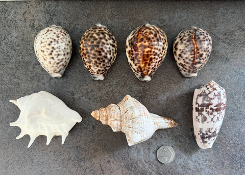 Seven beautiful sea shells - , of