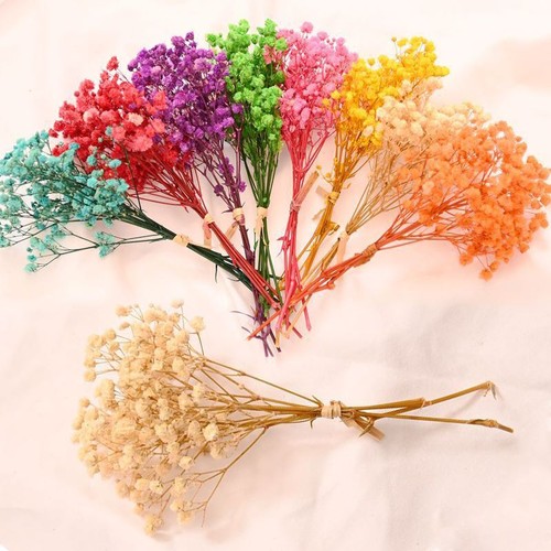 Dried coloured mini gypsophila - coloured,
