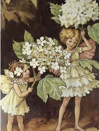 Candytuft flower fairy - candytuft, 5d