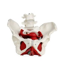 Human Life Size Women Anatomy Model Female Pelvis Model Medical Anatomical Model