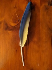 Parrot Feather - Blue and Gold