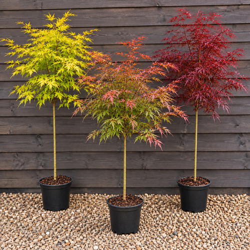 Acer jerre schwartz 4ft - schwartz, xl