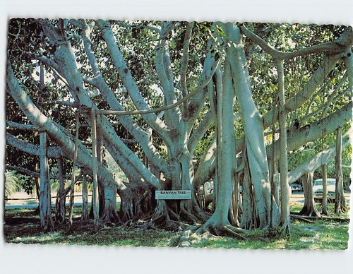 Postcard banyan tree - postcard,
