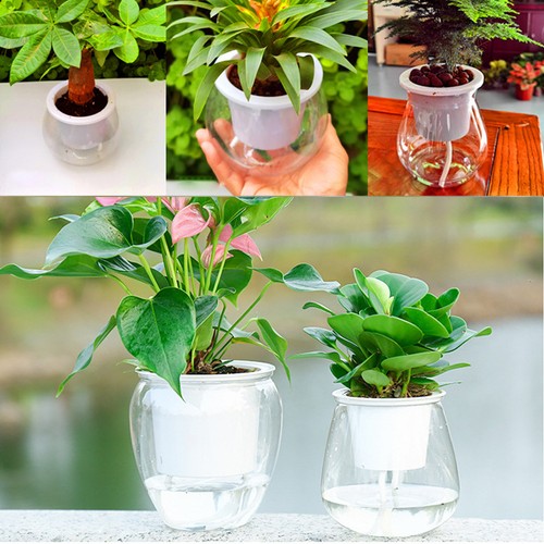 Clear plastic hydroponic vase - clear,