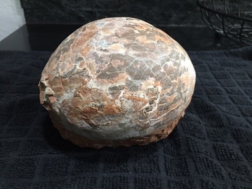 Hadrosaur dinosaur egg - hadrosaur,