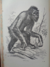 1869 NATURAL HISTORY by WOOD