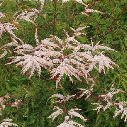 Aruncus woldemar meier 9cm - woldemar,