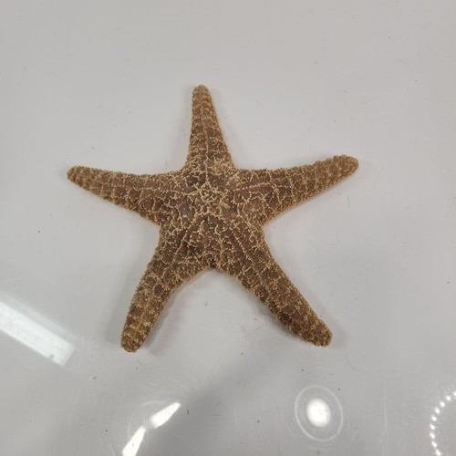 Starfish 5in real specimen - 9.5in,