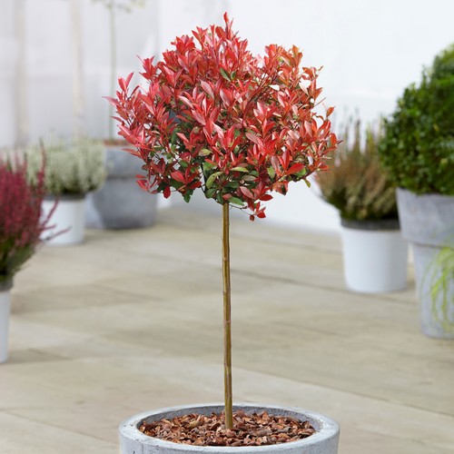 Photinia carre rouge christmas - photinia,