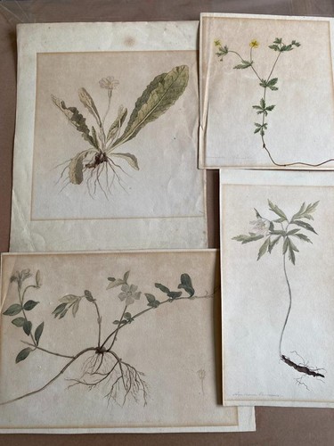 Botanical watercolours - 4,