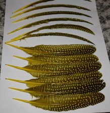 12 Yellow Guinea Fowl Wing Feathers approx length 8 inch