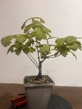 Oak  bonsai starter tree