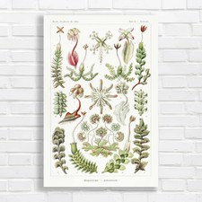 Botanical Illustration