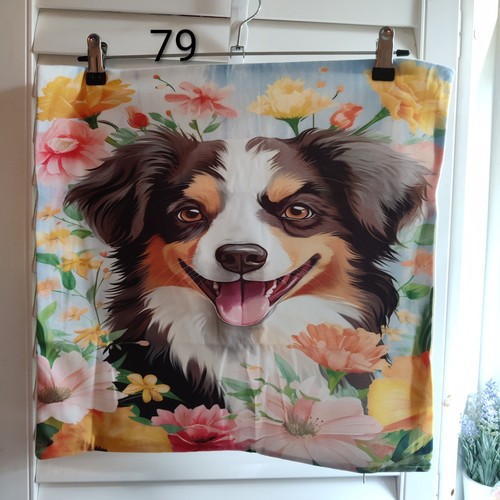 Australian shepherd peachy - australian,