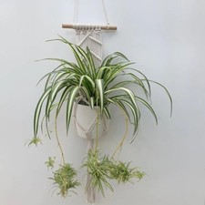 Beautiful Indoor Baby Spider Plant Chlorophytum comosum (Green) x 1 Spiderette