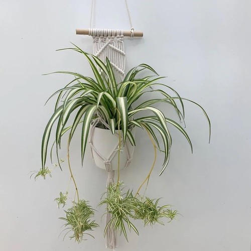 Beautiful indoor baby spider - indoor,