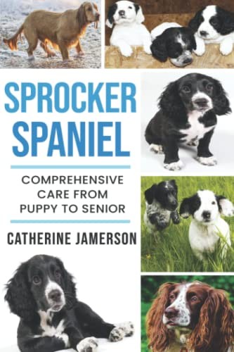 Sprocker spaniel - sprocker,