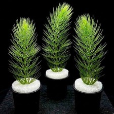 Hornwort Mini Pots x3 Live