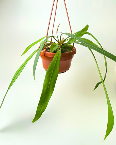 Anthurium vittarifolium - anthurium,