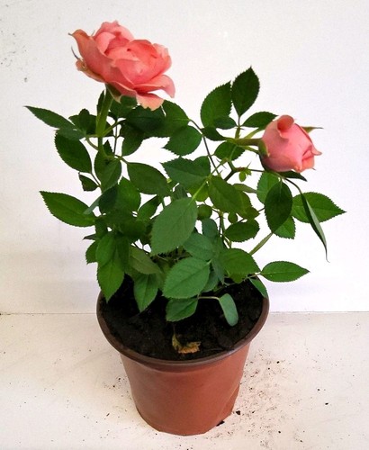 Orange rose potted - (rosa),