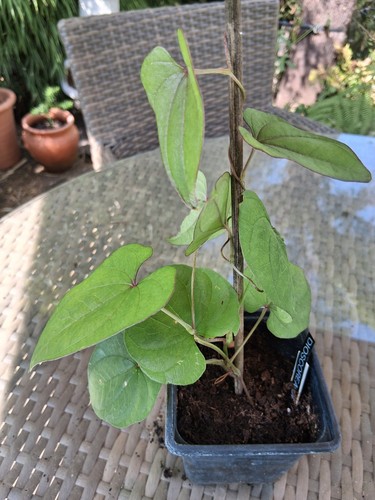 Dioscorea opposita x - dioscorea,