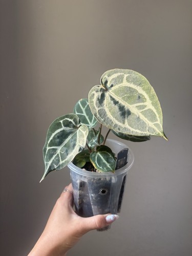 Anthurium - , id’