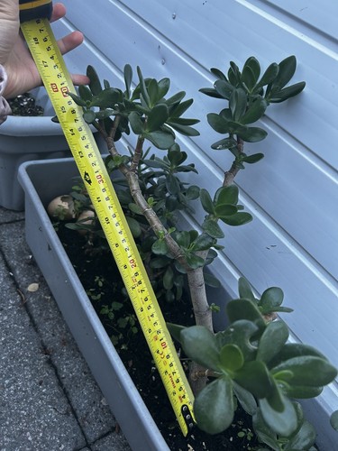 40cm large crassula ovata - crassula,