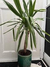 Yucca Plant, Approximately 1m