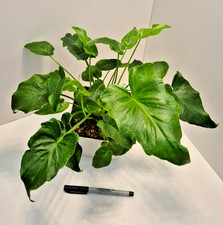 Philodendron Bipinnatifidum #1