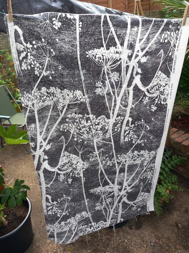 Cole son cow parsley - cole, ☆