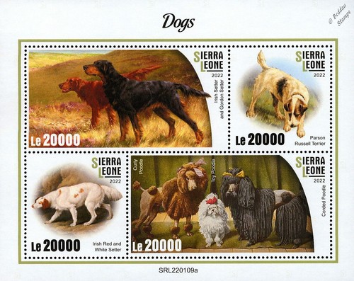 Dogs setters parson - dogs, russell