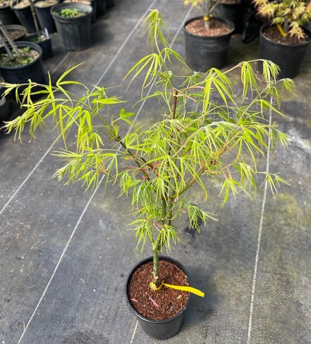 Acer palmatum yellow threads - acer, threads'