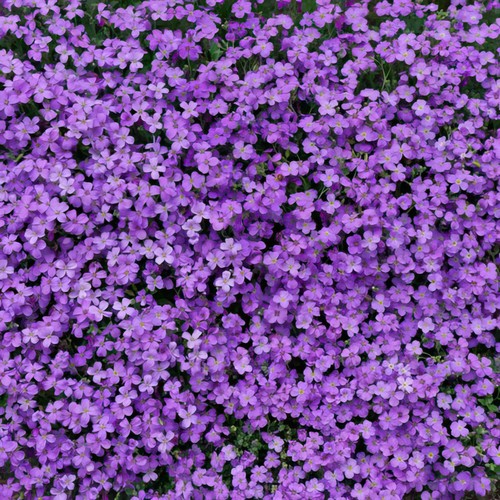 Aubrieta cascade purple rock - aubrieta,
